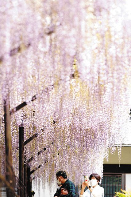 藤の花楽しんで 日野・正法寺で見頃：中日新聞Web