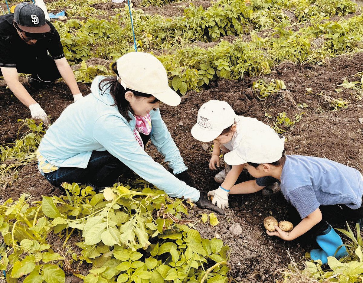 ジャガイモを収穫する参加者たち＝中津川市下野で
