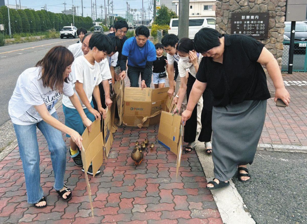 カモの親子が困っているかも 愛知県豊山町のマンション敷地内で住民ら