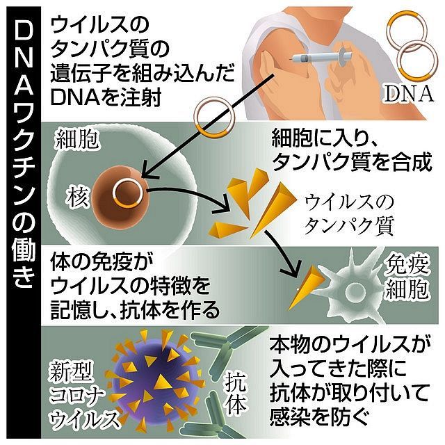 新型コロナ、ワクチン治験 Ｑ＆Ａ：中日新聞Web