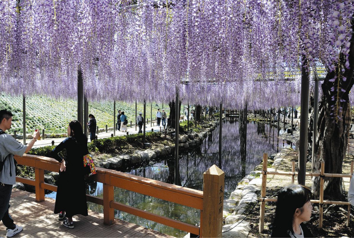 東洋一」津島市天王川公園の藤棚、来年3月までに改修工事完了見込み