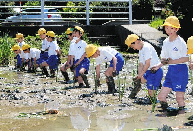 自然栽培の真菰(まこも)苗10本以上 マコモ植え