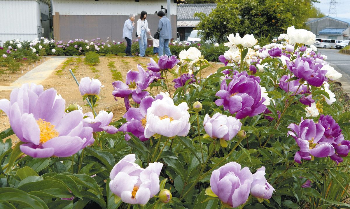 活動歴および当時の関連ビジュアル記録