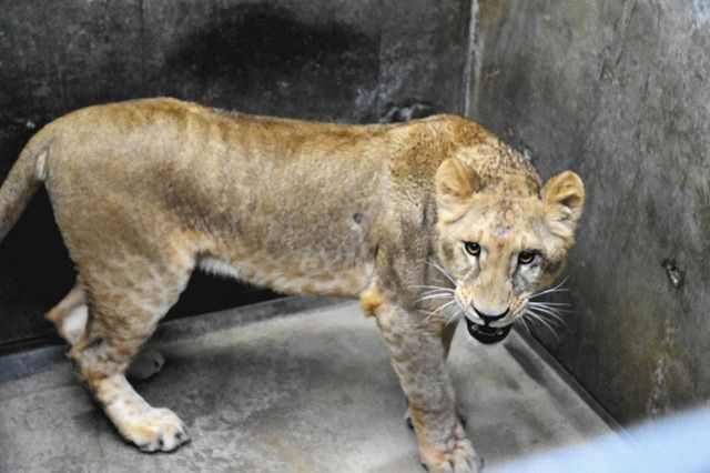 雌ライオン「ララ」仲間入り いしかわ動物園 ：北陸中日新聞Web