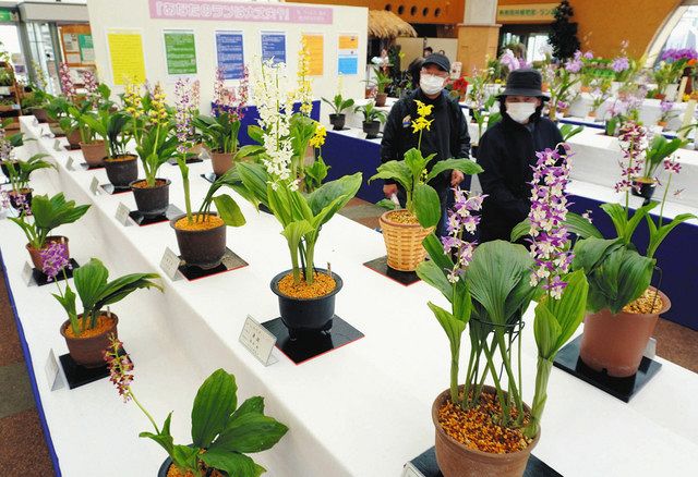 春のラン展 うっとり 県中央植物園で225点並ぶ 北陸中日新聞web