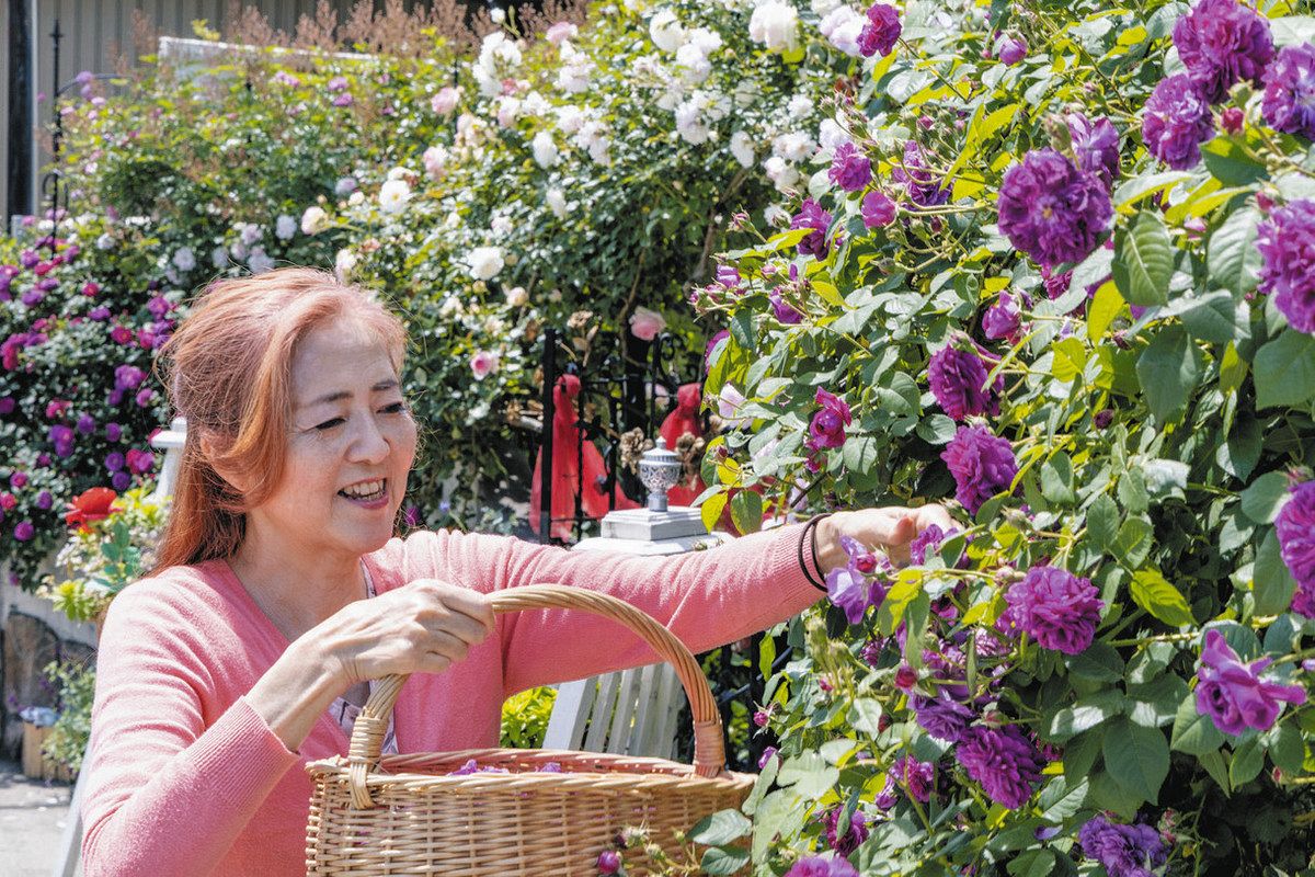 花のトンネル抜けこだわりのバラ空間へ 一宮の武智さん、10日から公開