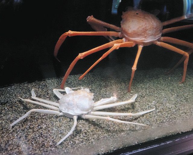 白いベニズワイ 富山湾初 魚津水族館 展示始まる：北陸中日新聞Web