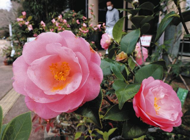 ミツマタ見頃、ツバキ華やか 浜松・万葉の森公園：中日新聞しずおかWeb