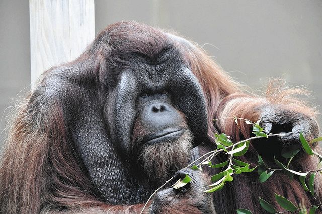 雄のボルネオオランウータン ジュリー ８日 日本平動物園復帰 中日新聞しずおかweb