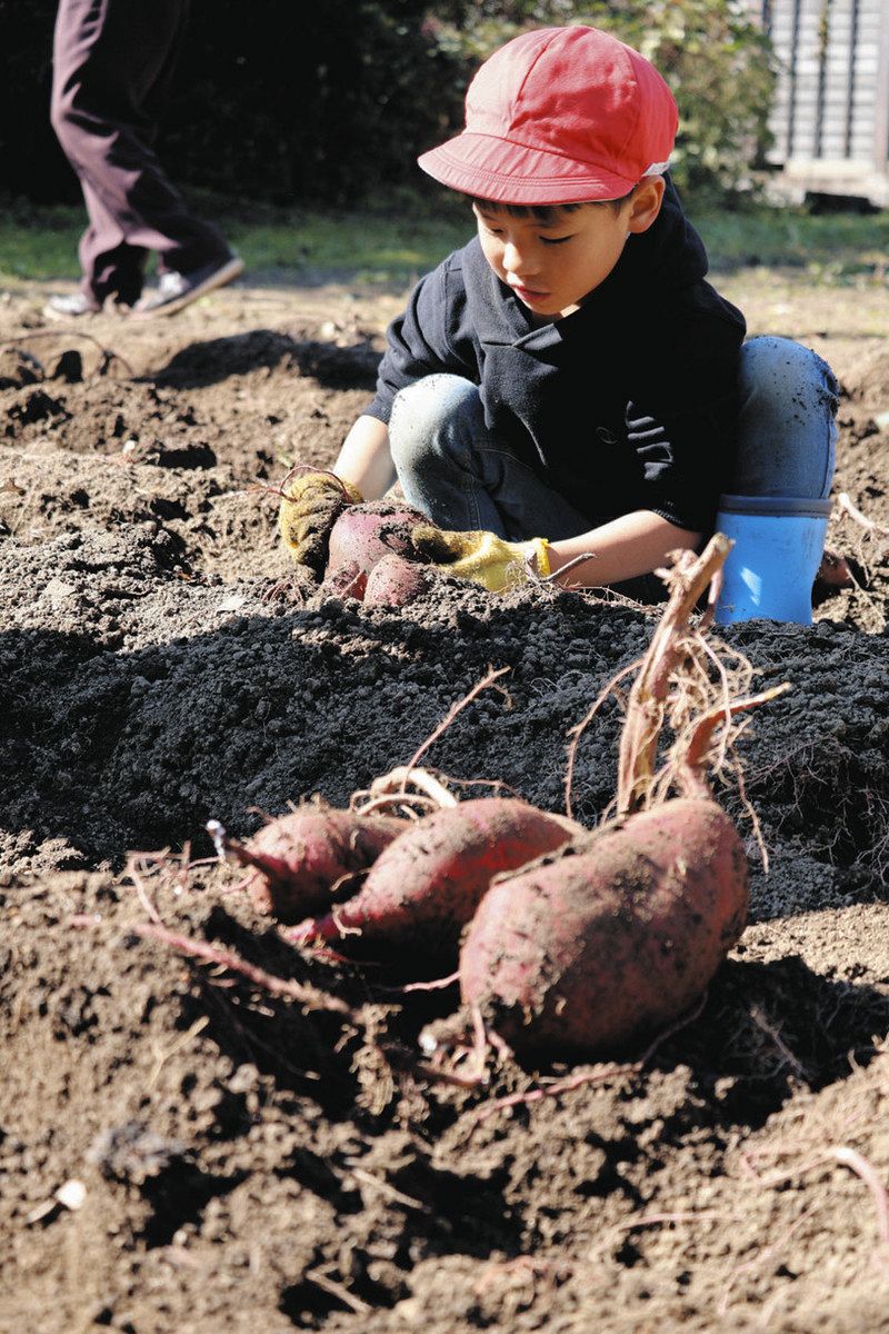 早く食べたいな」 亀山・加太小でサツマイモ収穫祭：中日新聞Web