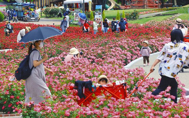 多彩な色のバラ見頃 可児の花フェスタ記念公園 中日新聞web