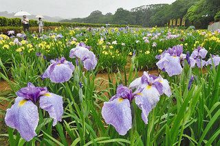 ハナショウブ雨に鮮やか 日刊県民福井web