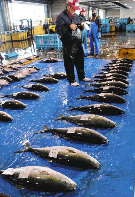 富山湾ブリ 平年並み 県水産研 ３歳以上の漁獲量予測 北陸中日新聞web