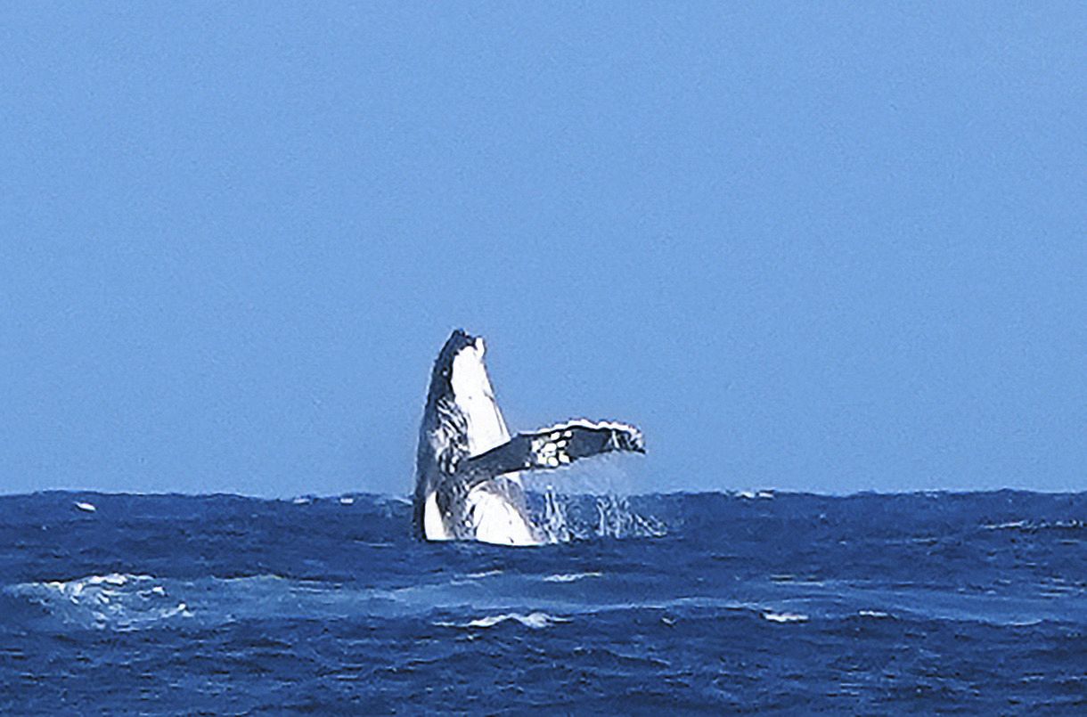 パリ五輪　フジテレビ　クジラ　ピンバッジ　限定　オリンピック　菅田将暉 パリ五輪 フジテレビ クジラ ピンバッジ 限定 オリンピック 菅田将暉