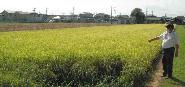 米の生産者として「グローバルＧＡＰ」の認証を受けている明野高のほ場＝伊勢市の明野高で 