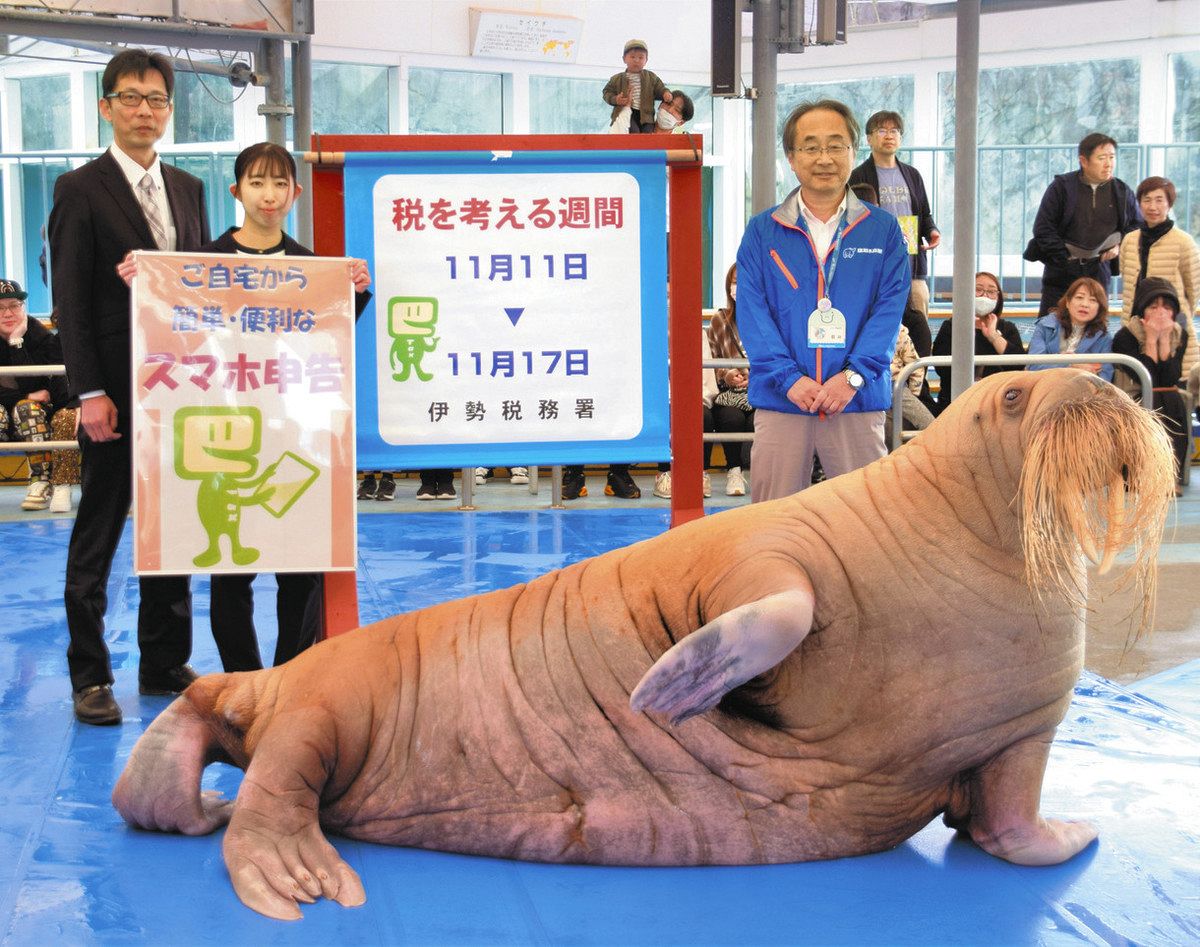 セイウチ「ツララ」がPR 鳥羽水族館で、税を考える週間に合わせ：中日