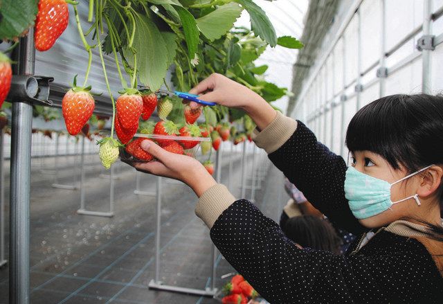 安全にイチゴ狩り 長浜の中川農園 今季の営業開始 中日新聞web