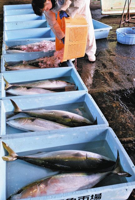 例年より1カ月早いブリに期待大 おわせ魚市場:中日新聞Web