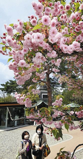 尾山神社の菊桜 咲く 前田家ゆかり 2本が例年より早く：北陸中日新聞Web