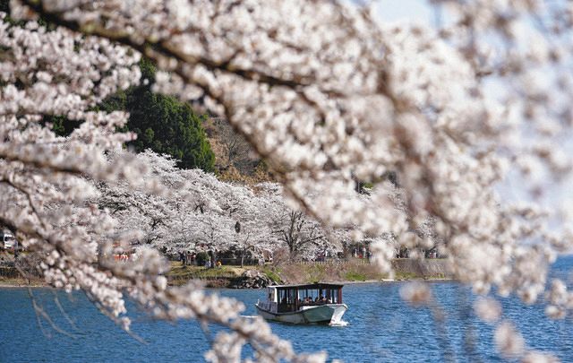 桜満開、名所100選にぎわう 高島・海津大崎：中日新聞Web