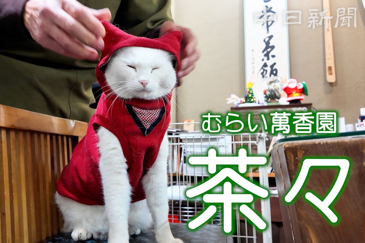 動画】絶妙な距離感で人を呼ぶ忍者猫「茶々」 三重県伊賀市のむらい萬