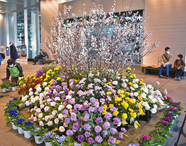 啓翁桜 一足早い春 富山駅でオブジェ展示：北陸中日新聞Web