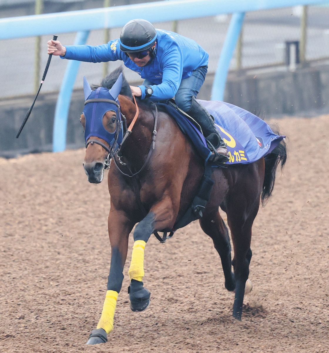 チャンピオンズC追い切り】Jpn1に続き中央G1奪取を狙うナルカミ 田中博