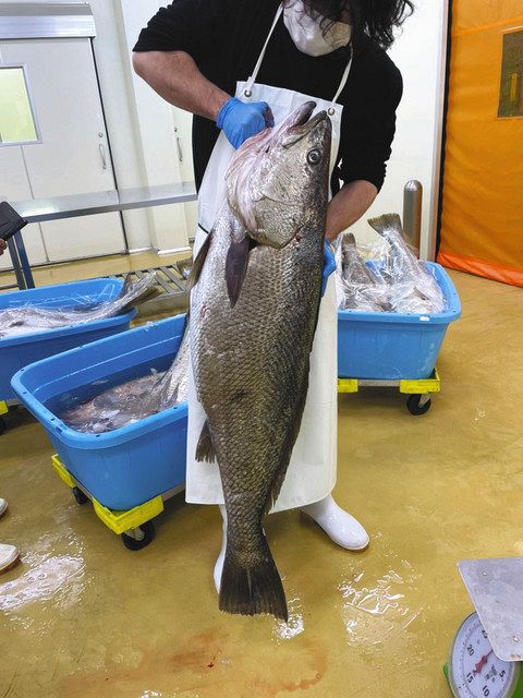 三重県志摩市で水揚げされるニベ 