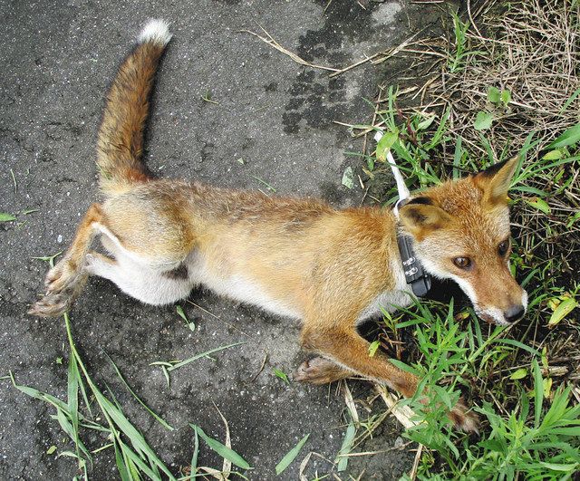 ごん、おまえの家だったのか 知多半島のメガソーラー、野生のキツネが