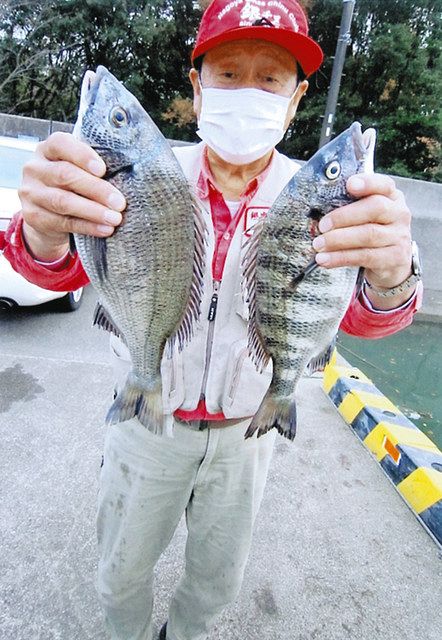 急潮にクロダイ躍る 三重・菅島イカダ：中日スポーツ・東京中日スポーツ