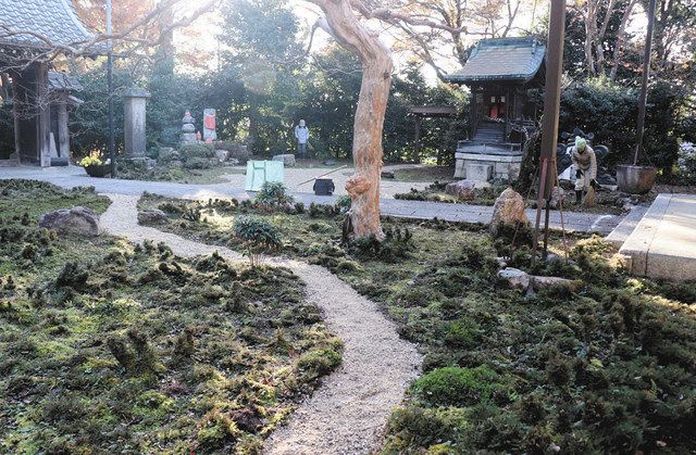 枯れ山水庭園にイワヒバ観賞小道 米原・青岸寺、大学生らが整備：中日新聞Web