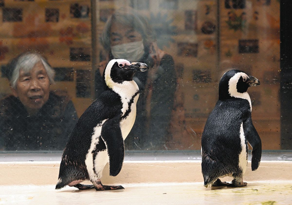 ブラザー健保施設の「部長」は長寿ペンギン 「100歳超」のカップルでお