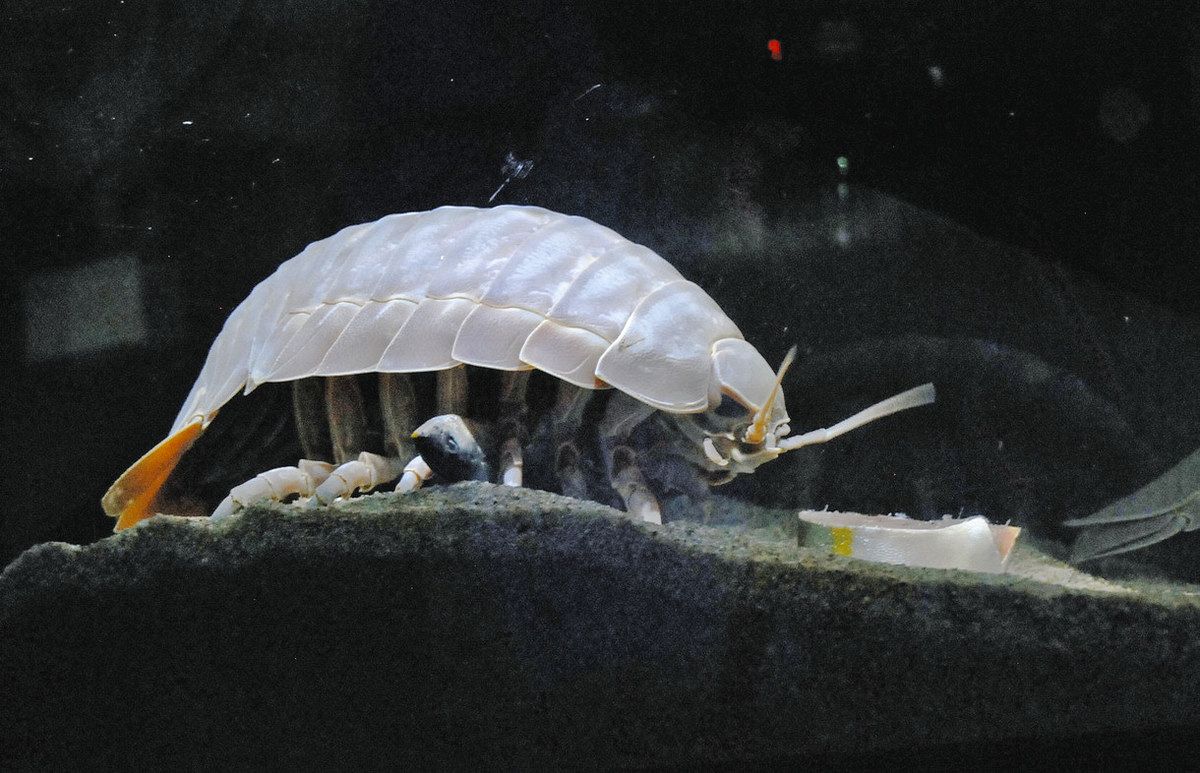 絶食記録更新だ…」ブログで人気爆発のダイオウグソクムシきっかけ