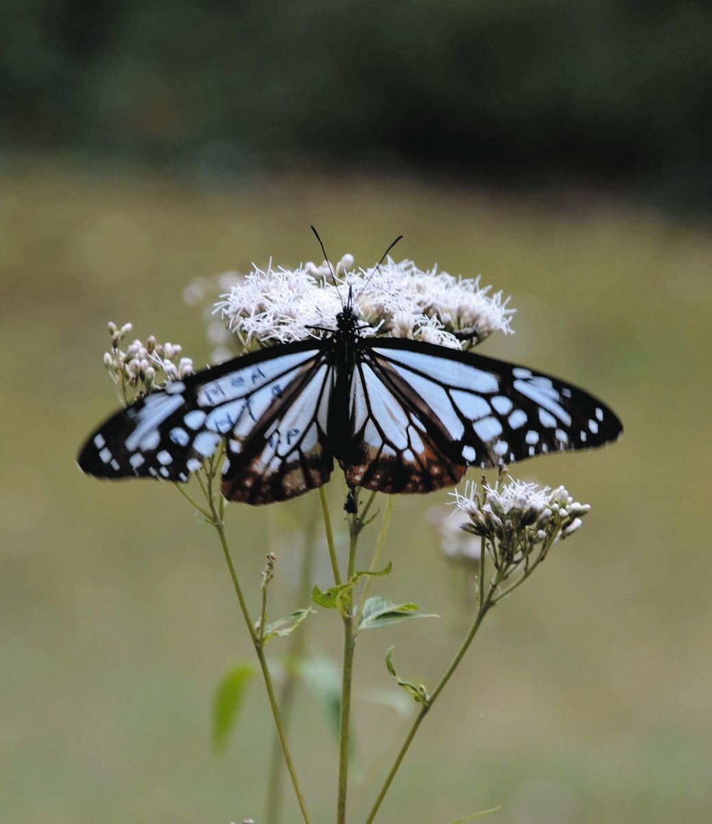 渡りチョウ」アサギマダラを観察しよう 長野・アルプスあづみの公園