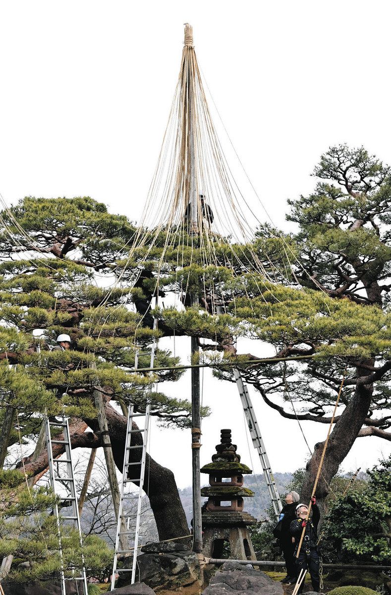 変わらぬ春 兼六園に 雪つり撤去始まる：北陸中日新聞Web