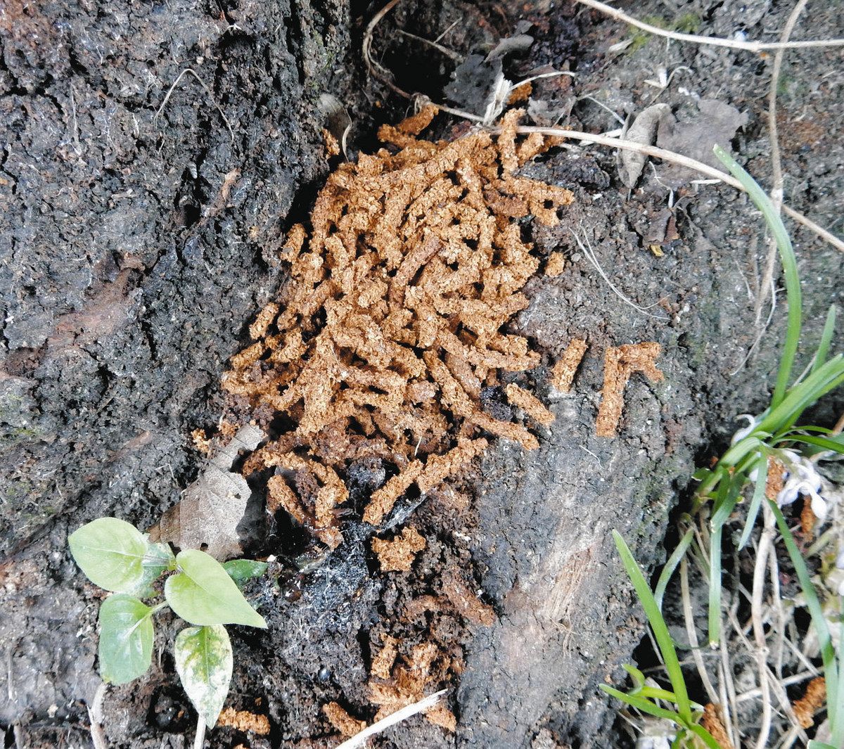 桑名と四日市のサクラに「クビアカツヤカミキリ」寄生確認 ひき肉状の