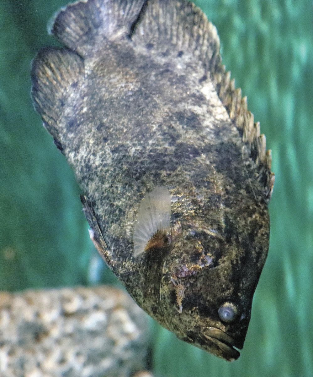 とやまを撮る】南方から富山湾へ珍魚 魚津水族館で展示：北陸中日新聞Web