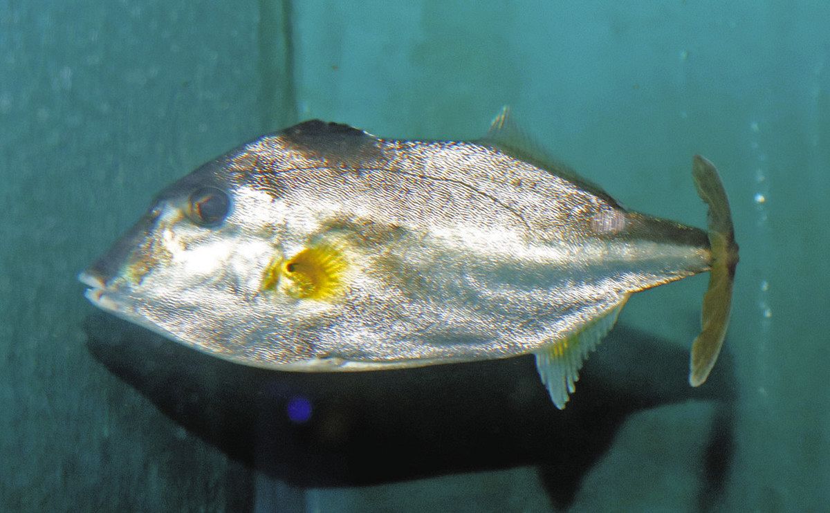 とやまを撮る】南方から富山湾へ珍魚 魚津水族館で展示：北陸中日新聞Web