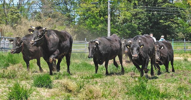 若狭牛 繁殖へ 雌牛受け入れ開始 坂井 三国の県畜産試験場 中日新聞web