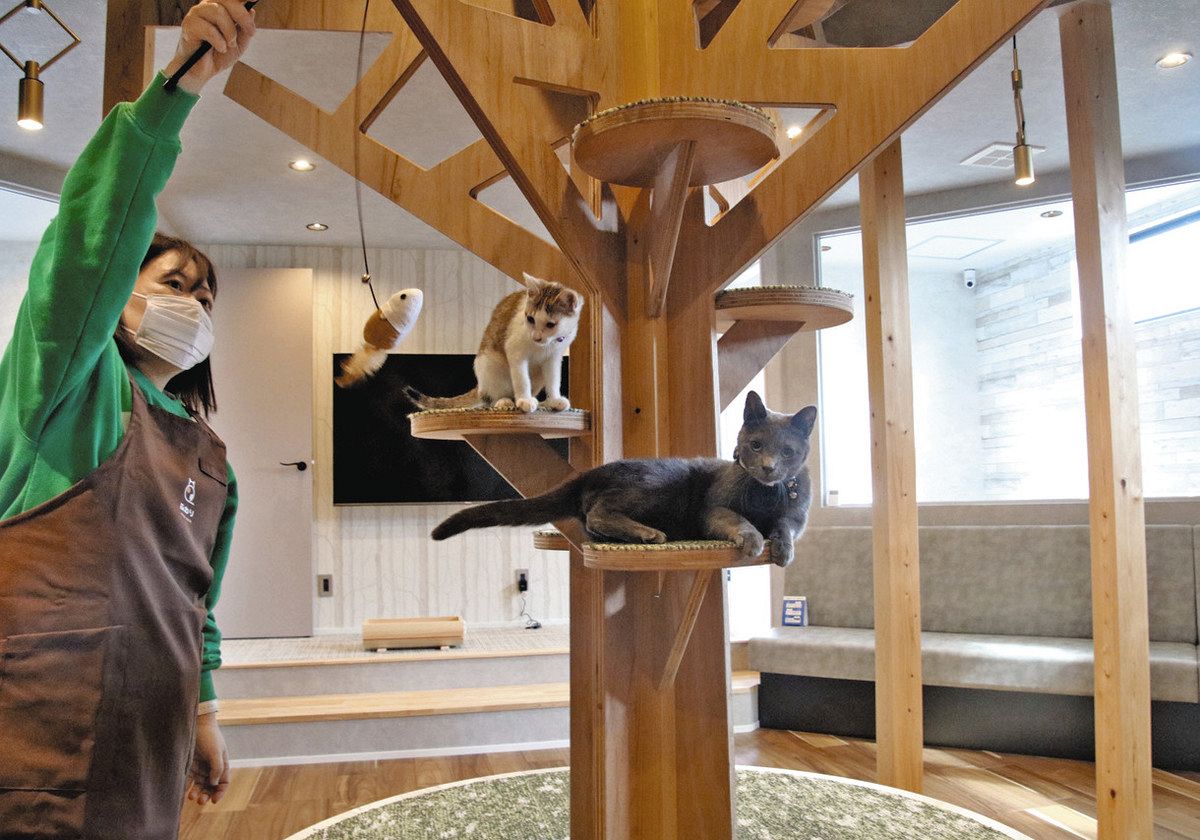 【猫カフェ】キャットタワー＆猫ハウス キャットタワーでごろり、にゃんと高さ2m 保護猫カフェ「ふわり」が