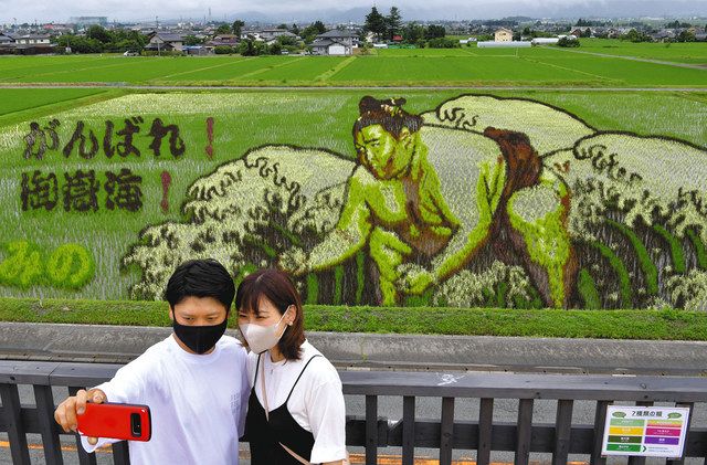 稲の海 織りなす壮観 長野 安曇野 御嶽海にエール 中日新聞web