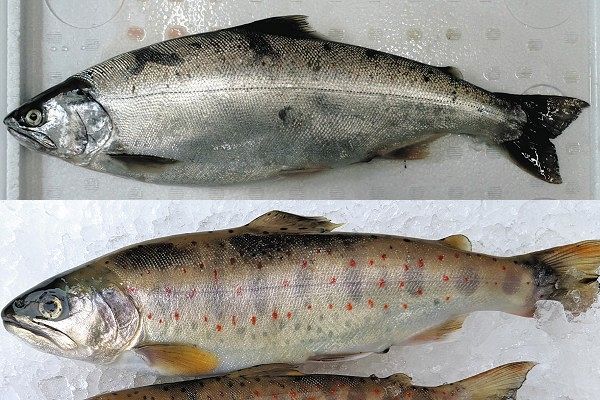 サツキマスとアマゴ、同種なのになぜ身の色が違うの？ 岐阜薬科大など