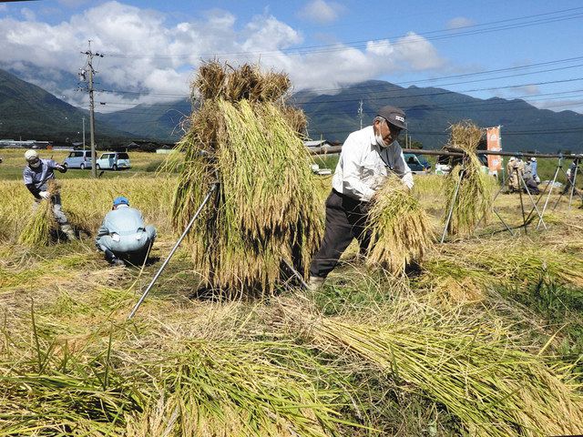 餅米の稲わら はぜ干し 40束 約10kg 2022年岐阜県産 もち米 藁 - 農業