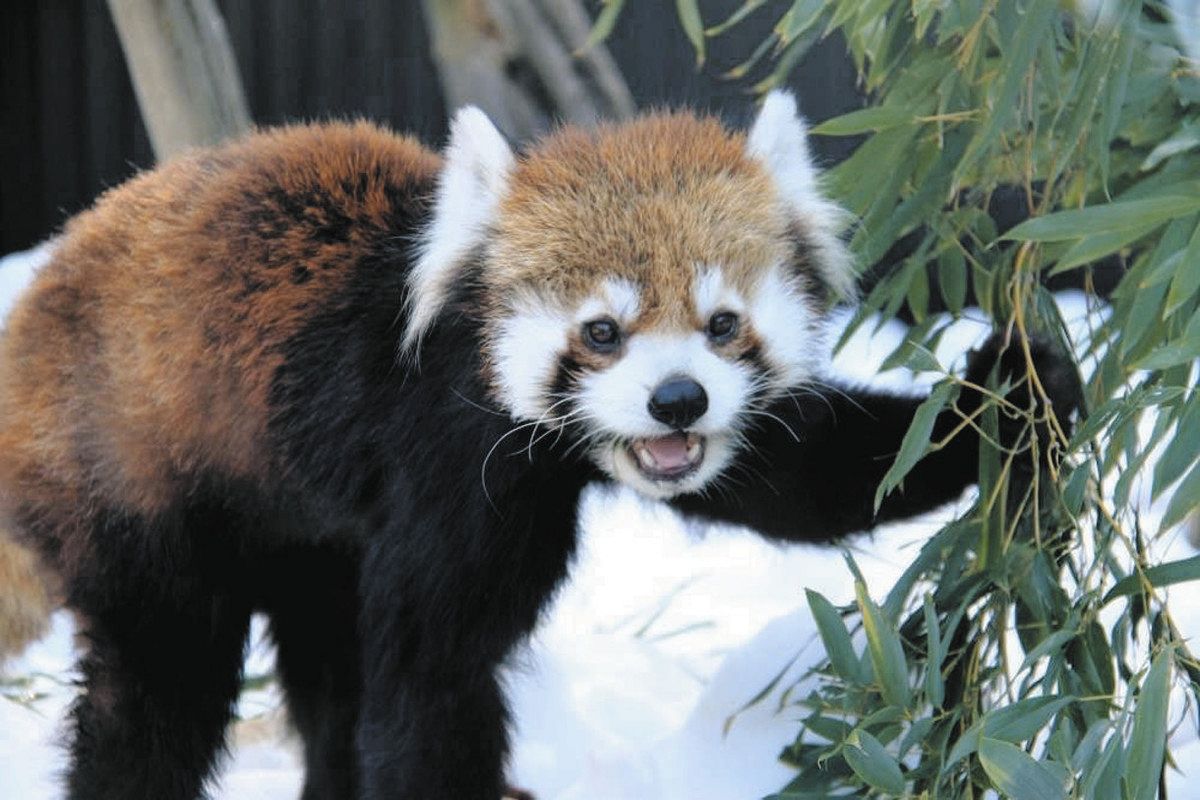 レッサーパンダ「タク」天国へ 日本平動物園：中日新聞しずおかWeb