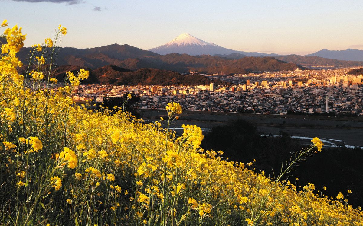 円山 花木 園
