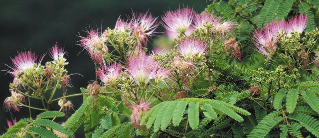 見頃を迎えたネムノキの花＝紀北町島原で
