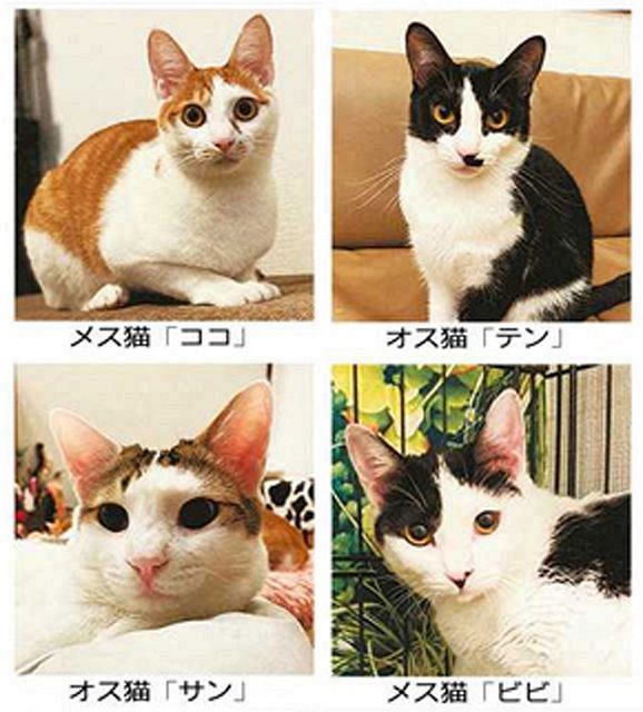 保護猫に里親を 東区の猫カフェ 中日新聞しずおかweb