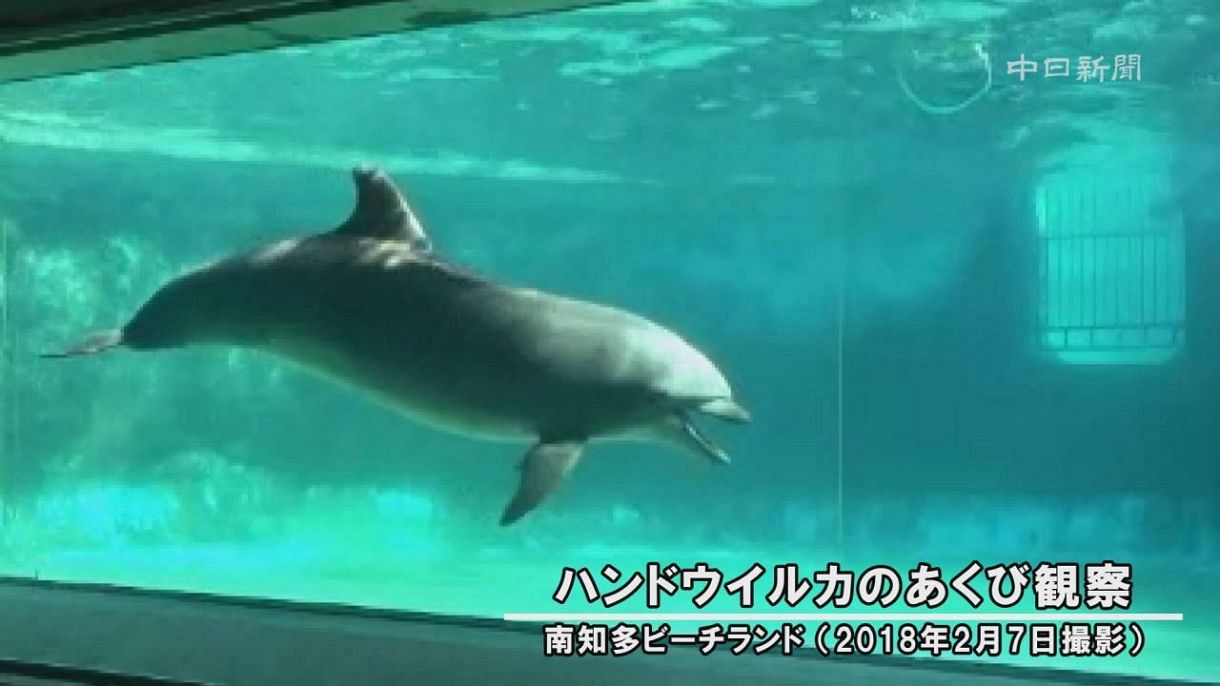 ハンドウイルカのあくびを確認 中日新聞web