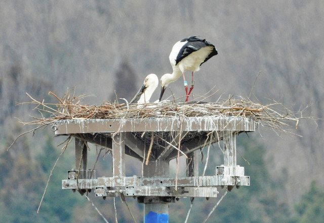 越前市で２組目抱卵か コウノトリ ゆめちゃん みほと 日刊県民福井web