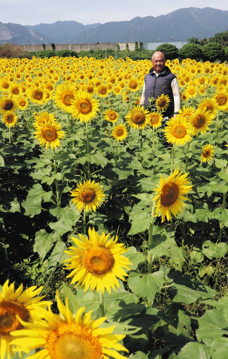 ヒマワリ、秋空に鮮やか 鈴鹿・追分の畑：中日新聞Web